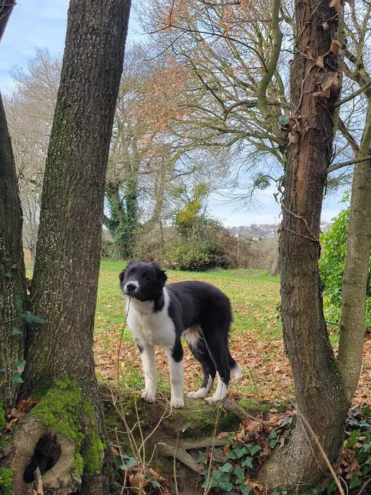 Exploration en sous-bois