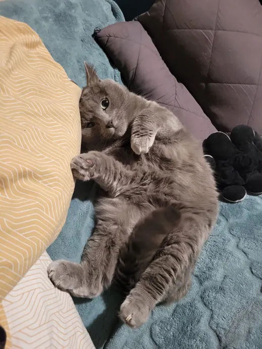 Confort suprême sur coussins
