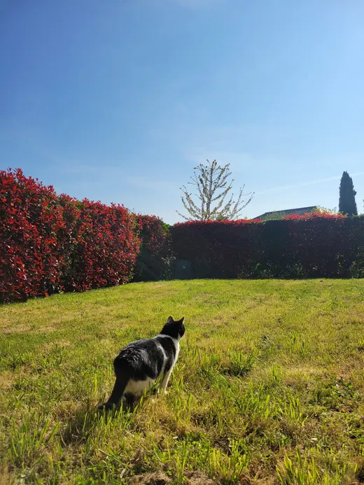 Balade féline au jardin