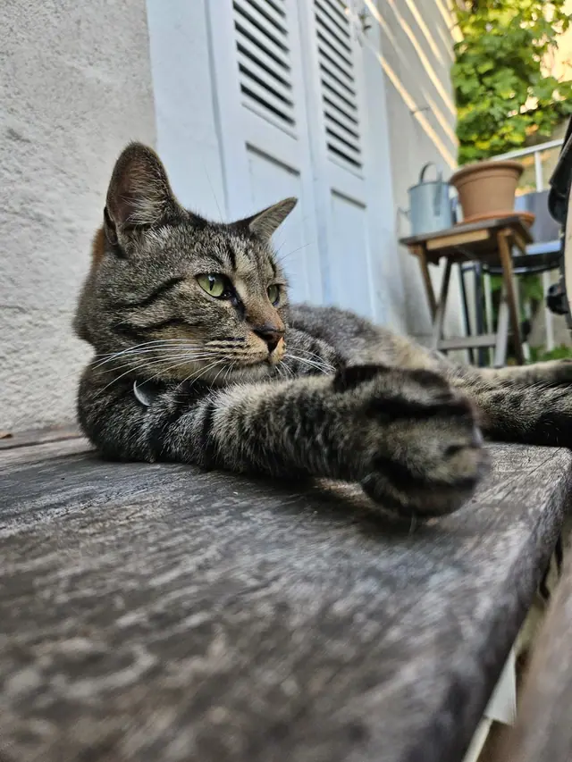 Chat tigré allongé et détendu, gardé par Garde à vos Pattes